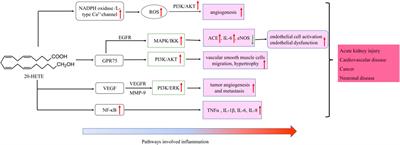 The Functions of Cytochrome P450 ω-hydroxylases and the Associated Eicosanoids in Inflammation-Related Diseases